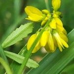 Trigonella esculenta Çiçek