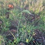 Albuca virens ശീലം