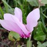 Cyclamen hederifoliumFlower