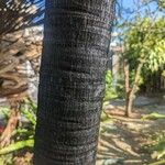 Adonidia merrillii बार्क (छाल)