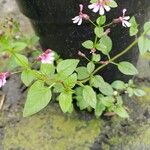 Cuphea racemosa Feuille