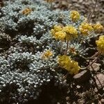 Eriogonum caespitosum Hábitos