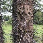 Oncosperma horridum Bark