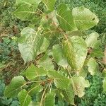 Populus deltoides Blatt