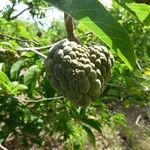 Annona squamosa 果實