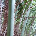 Butia capitata Flower