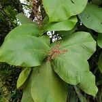 Miconia impetiolaris Flower