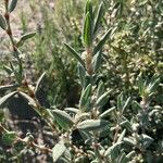 Polygonum maritimum Hostoa