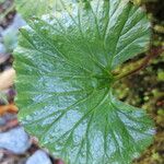 Gunnera magellanica पत्ता