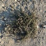 Echium angustifolium 整株植物