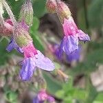 Lindelofia longiflora Flor