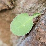 Lactuca muralis Leaf