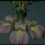Collinsia tinctoria Blüte