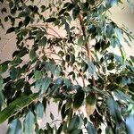 Ficus benjamina 葉