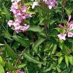 Weigela florida 形態