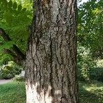 Juglans cinerea Bark