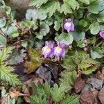 Cymbalaria pallidaFlower