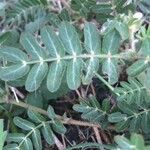 Tribulus cistoides Leaf