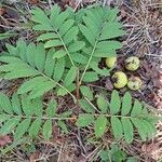 Sorbus domestica ഫലം