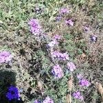 Verbena bipinnatifida Хабит