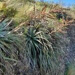 Puya spathacea 整株植物