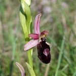 Ophrys × flavicans Flower