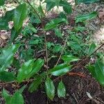 Syzygium aromaticum List