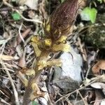 Orobanche hederae ഇല
