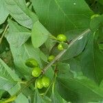 Lindera benzoin Fruit