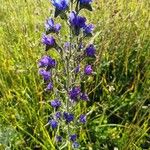 Echium vulgareKukka