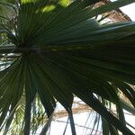 Sabal palmetto 葉