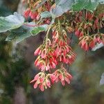 Acer tataricum Flor