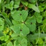 Medicago arabica Leaf