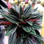 Peperomia caperata Blatt