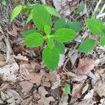 Scutellaria alabamensis Ліст