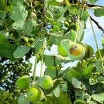 Quercus robur Mbuma