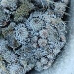 Orostachys spinosa Hoja