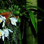 Coelogyne cristata आदत