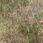 Onobrychis arenaria Habitat