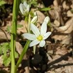 Allium pendulinum Fleur