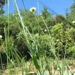 Leucanthemum pallens Altro