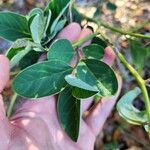 Crotalaria mitchellii Лист