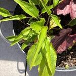Echinacea purpurea 葉