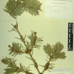 Abies spectabilis Diğer