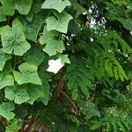 Coccinia grandis Leaf