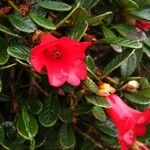 Rhododendron forrestii Квітка