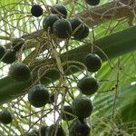 Brahea edulis Fruit