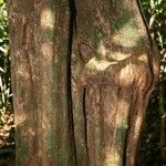 Pouteria hispida Corteza