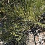 Ephedra viridis Leaf