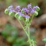 Phacelia congesta Агульны выгляд